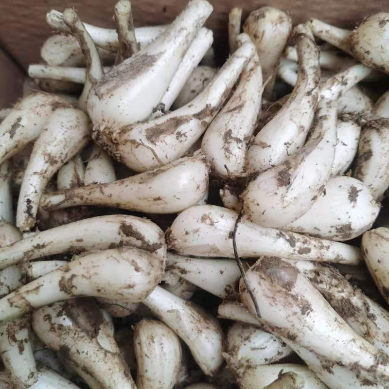 教头新鲜蔬菜农家自种2斤小荞头时令下饭饭菜其它