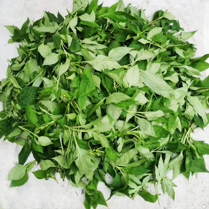 苦斋苦菜新鲜1斤包邮野生苦丁绿色煲汤野菜其它