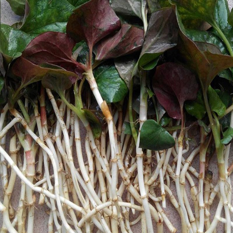 鱼腥草新鲜嫩根可泡茶凉拌即食野菜四川农家香辣下饭菜野生折耳根