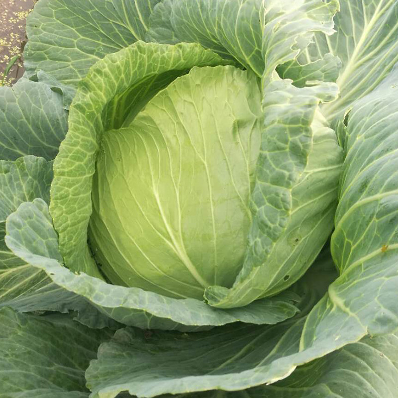 包心菜新鲜5斤包邮农家当季时令绿甘蓝棉花白圆白菜包菜卷心菜