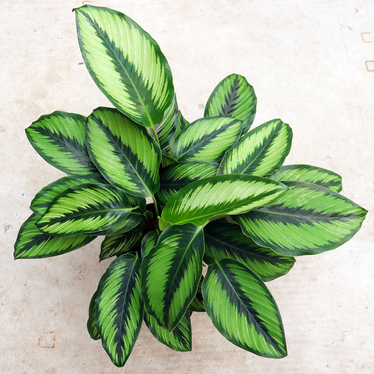 竹芋网红观叶观花观花绿植碧卡秋竹苹果美丽丽竹绿植