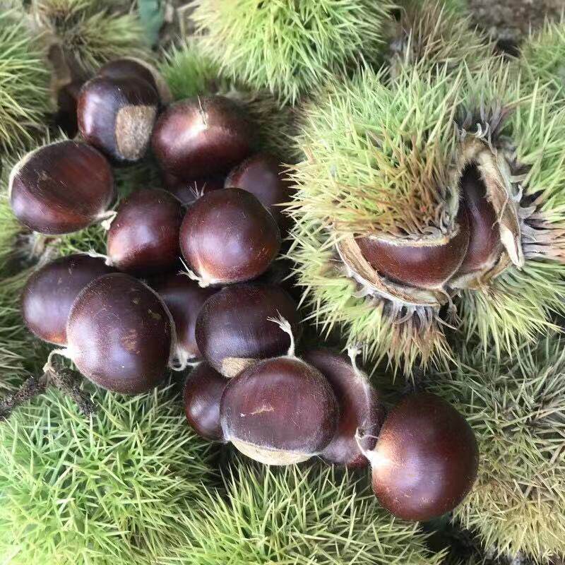 野生小板栗珍珠栗小小栗甜栗子 生新鲜迁西板栗正宗燕山油栗5斤装