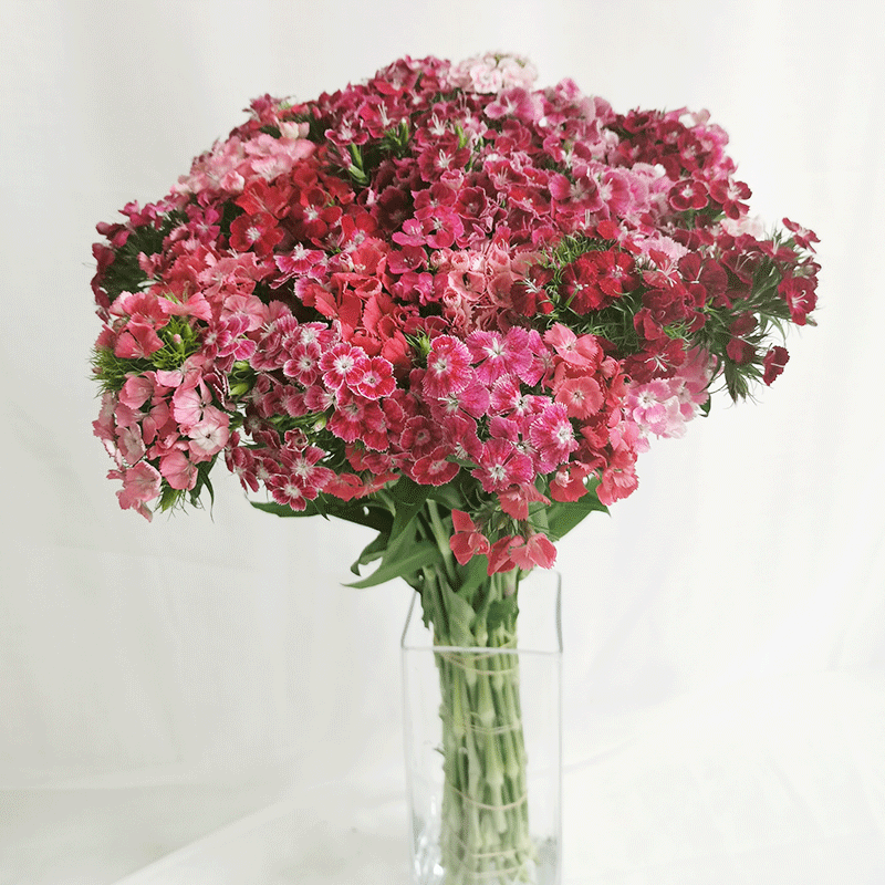 相思梅混色石竹青梅绿毛鲜花速递家居办公室生日插花鲜花速递同城