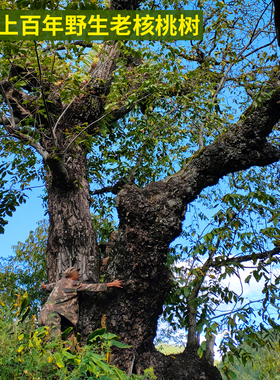 5折月销 200 22年新货山东农家干核桃野生老树核桃孕妇坚果原味山核桃