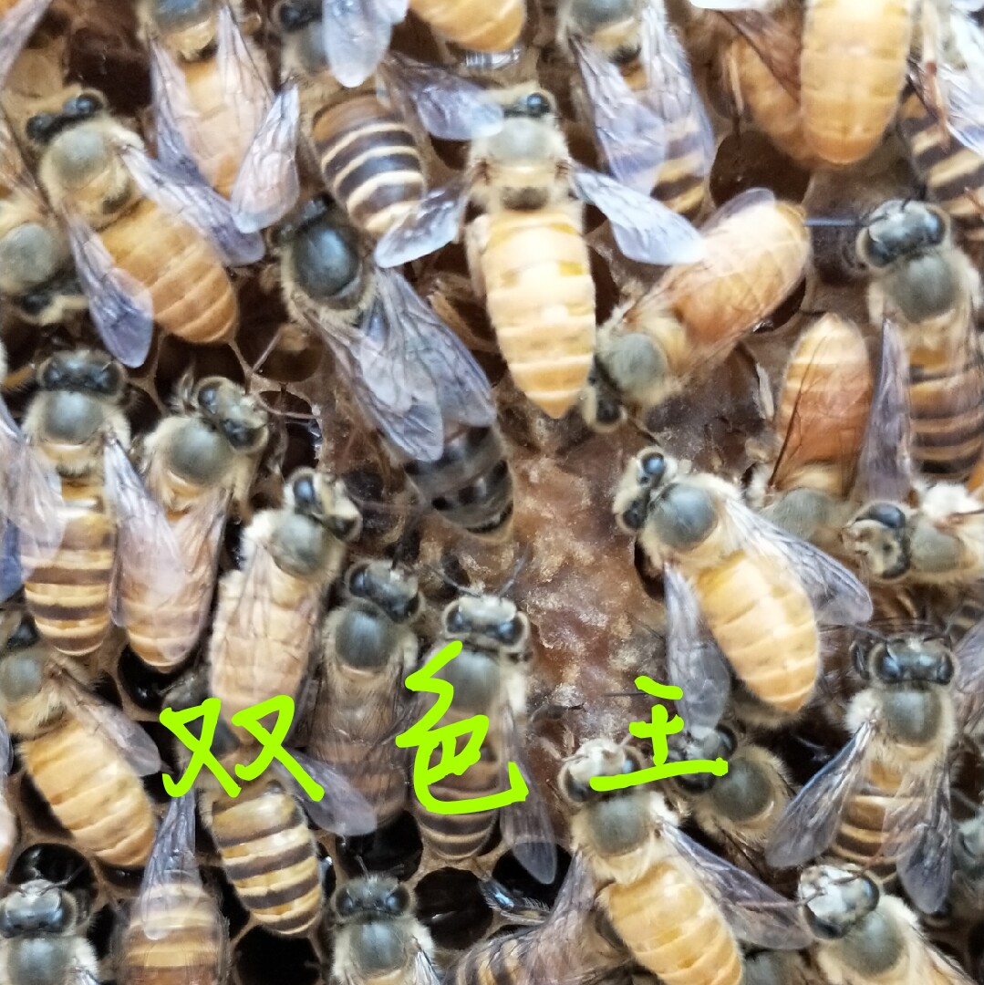 中蜂蜂王高产王开产王种王阿坝双色仓王金坝王处女王包邮