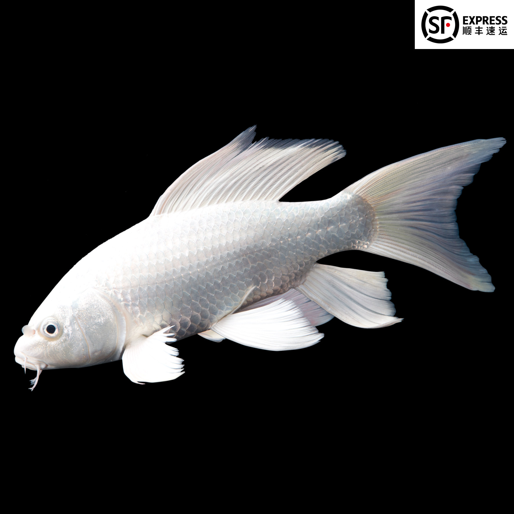 锦鲤白金白锦鲤观赏鱼冷水鱼白金龙龙凤短尾长尾鱼苗镇鱼