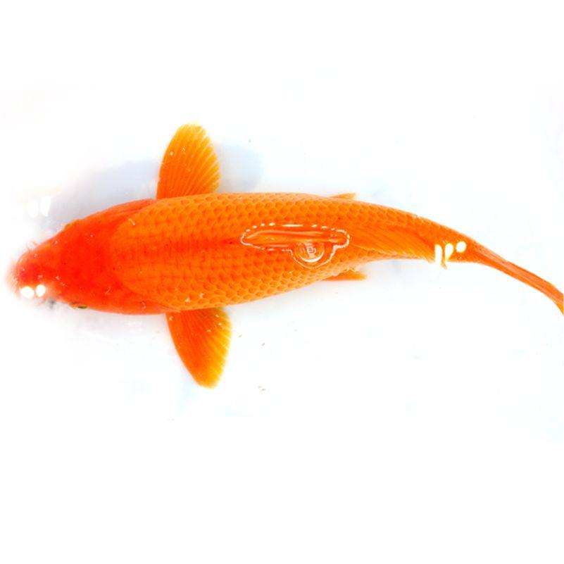 火鲤纯红锦鲤荷包观赏鱼大型淡水好养鱼苗观赏鱼