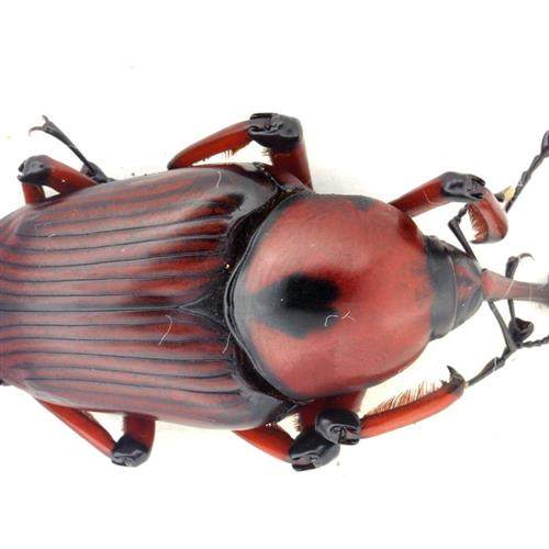 象甲农林科研害虫昆虫标本云南毫米20200625圣诞装饰品