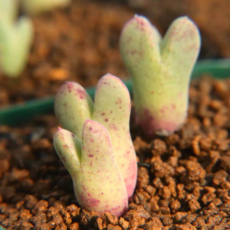 白兰度小猪猪蹄一物一拍肉锥cbilobumarm514多肉考拉多肉植物