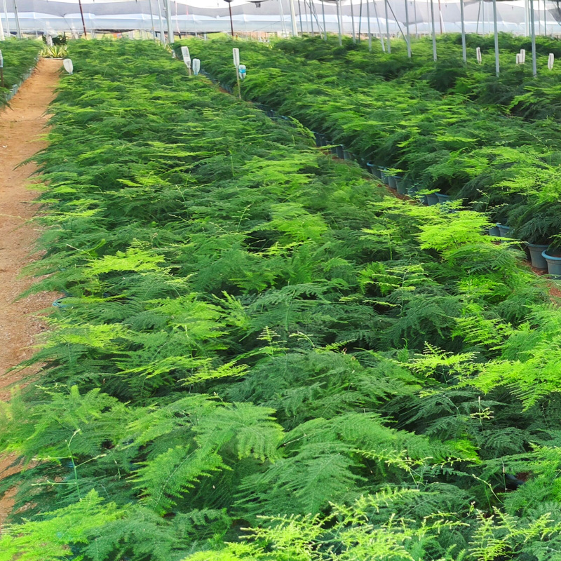 文竹盆栽桌面绿植花卉盆景净化空气常青植物室内绿植