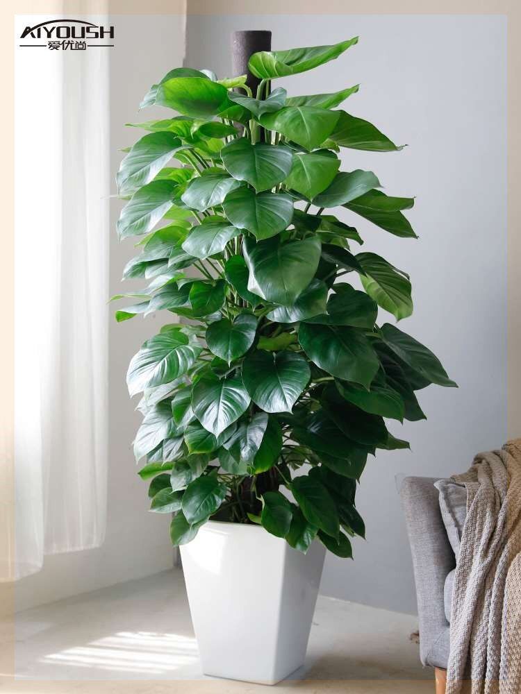 室内绿植大型家里适合教室盆栽客厅禄植真花大型绿植