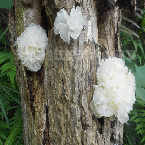 新货野生通江银耳碎银耳无硫椴木白木耳农家干货银耳花特级250g