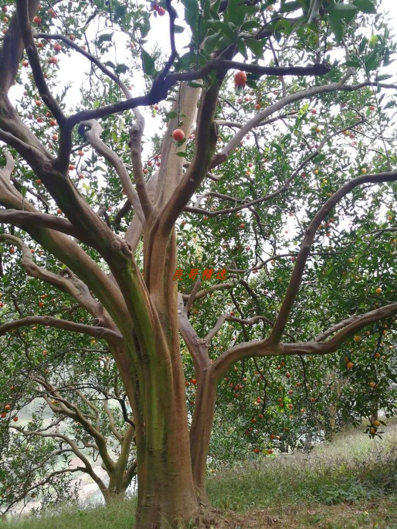 万州古红橘子树苖嫁接桔子无子砂糖盆栽果树空气净化剂