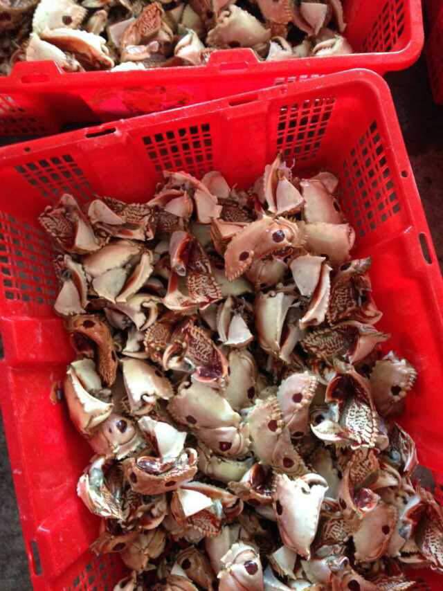 蟹脚海鲜东山面包蟹钳野生元宝馒头冲钻满包邮蟹脚