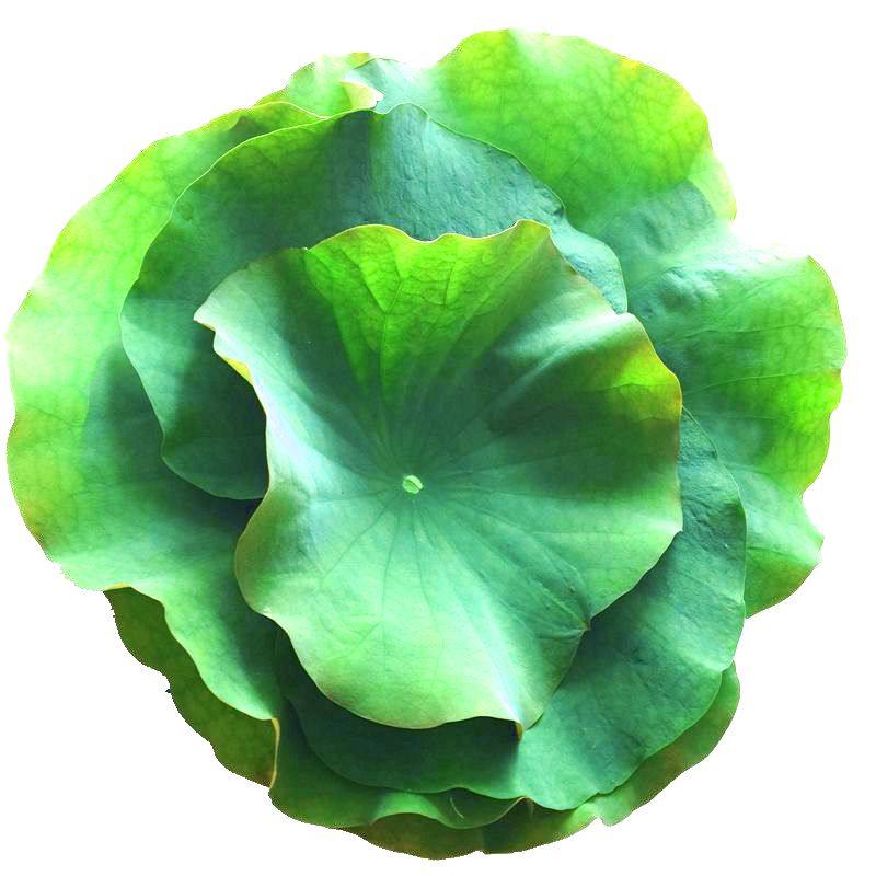 荷叶现摘新鲜整张熬粥泡水糯米饭鲜莲叶莲藕荷叶