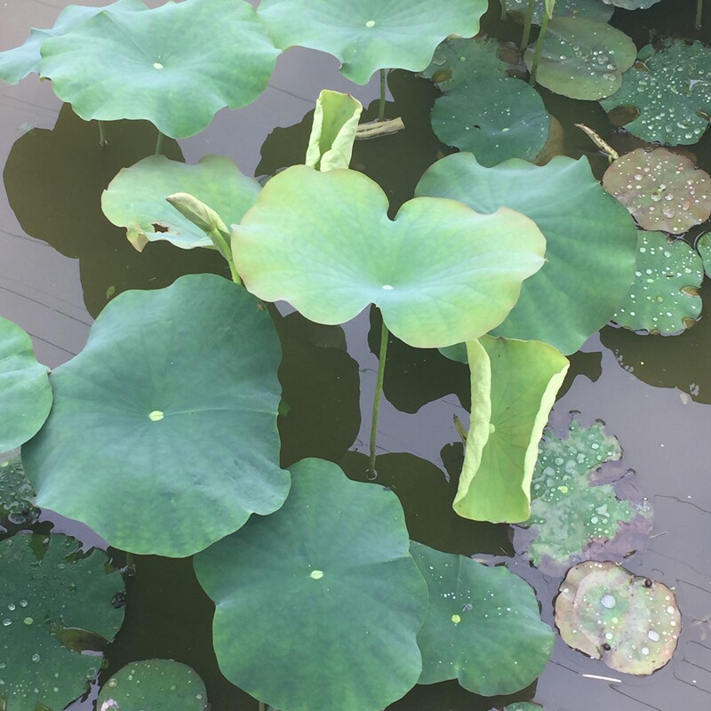 荷叶现摘新鲜整张熬粥泡水糯米饭鲜莲叶莲藕荷叶