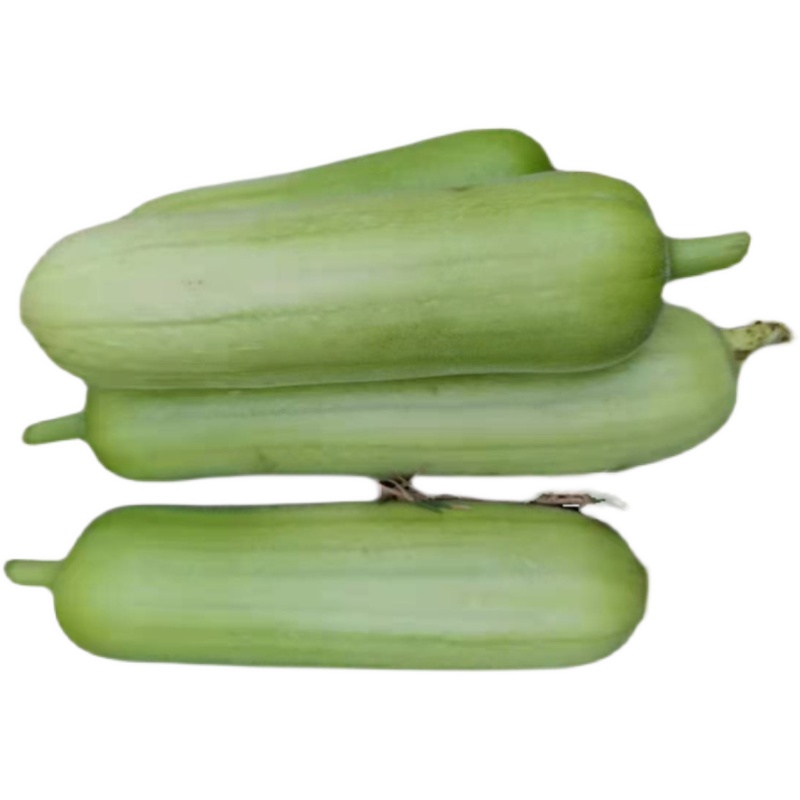 丝瓜新鲜食现摘下奶孕妇鲜食蔬菜肉丝白丝瓜新鲜丝瓜