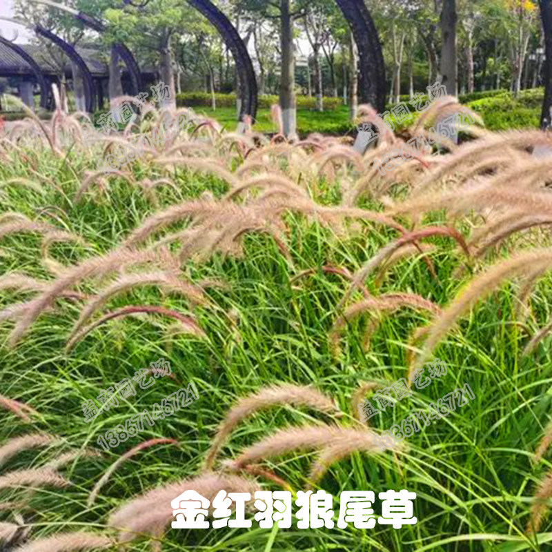植物花境叶植物多年生观花园尾巴护坡金红火焰狼尾绿植