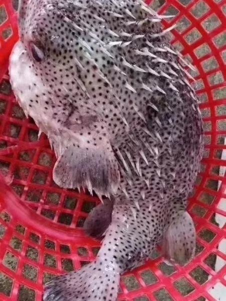 刺龟阳江刺豚赤龟皮中号深海野生生养胃刺龟鱼鱼干