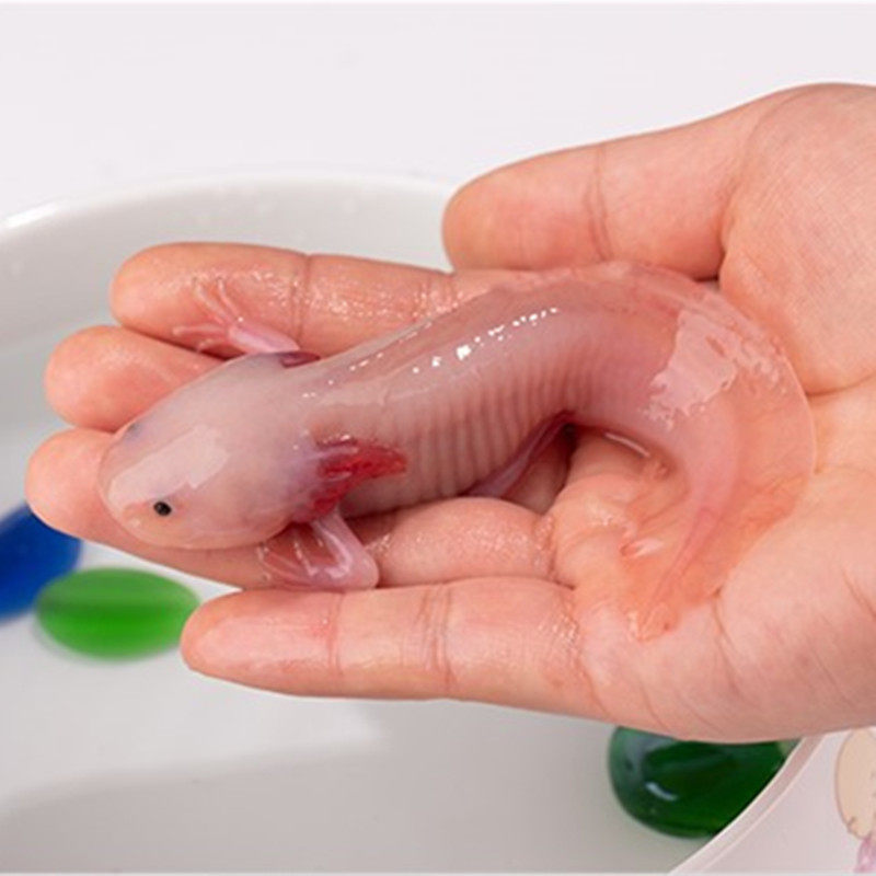 好养冷水鱼六角活体清道夫淡水小火火龙宠物观赏鱼鱼