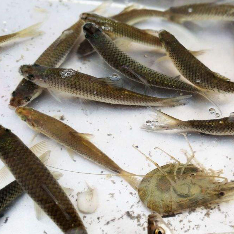 凸农微山湖麦穗鱼小罗汉鱼淡水鱼柳条鱼食蚊鱼小杂淡水鱼类
