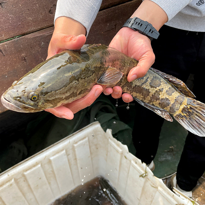 凸农乌鱼黑鱼生鱼鳢鱼鱼乌发财鱼蛇鱼鳢头酸菜鱼淡水鱼类