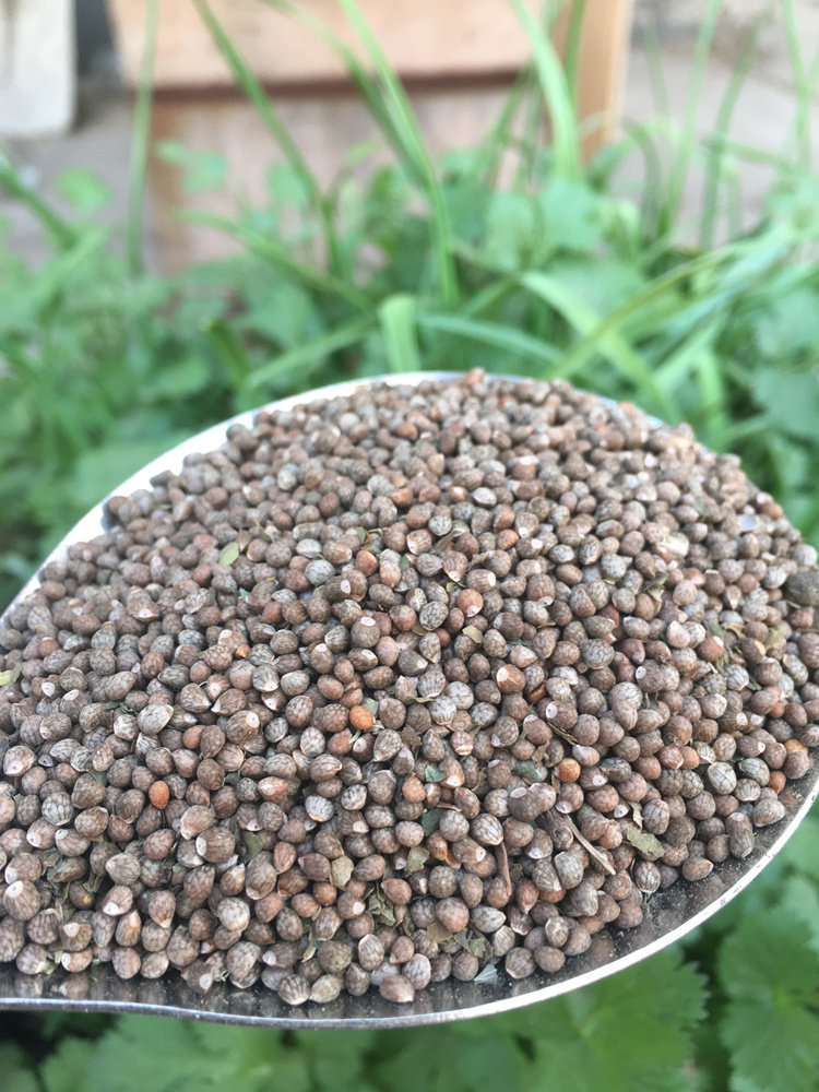 生紫紫苏子粒籽苏榨油烧烤调料鸟粮500g苏籽可紫苏