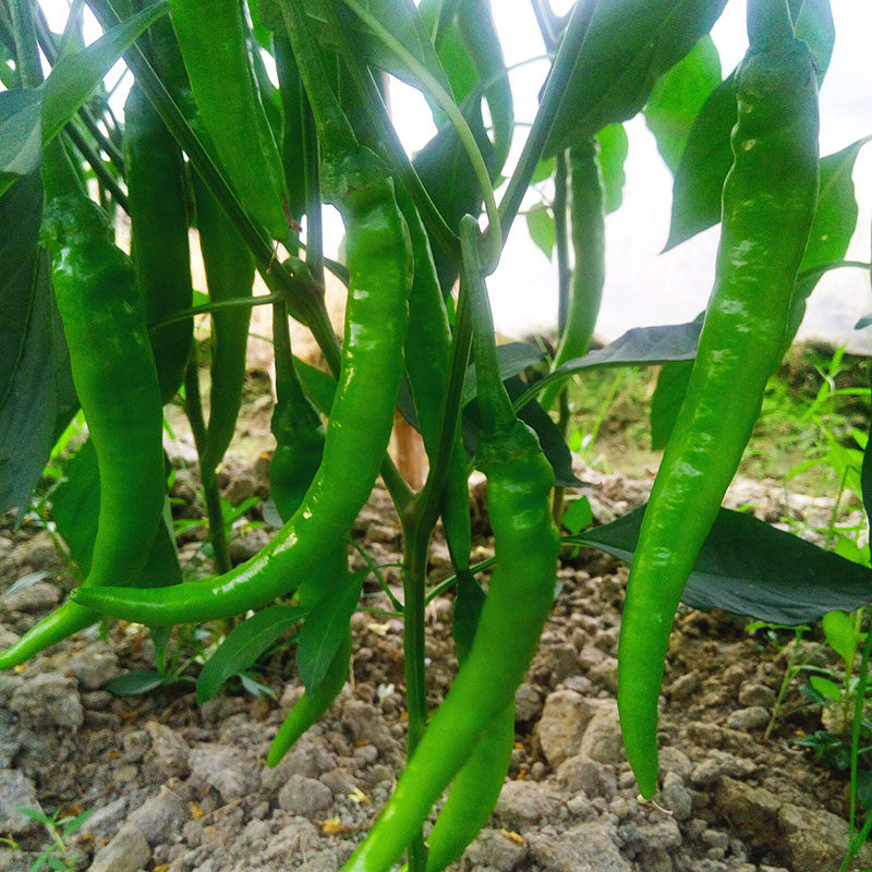 辣椒现摘现发新鲜3斤农家自种绿椒薄皮皮肉其它