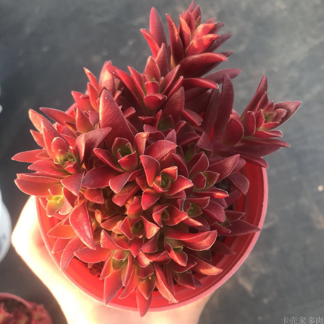 赤鬼城多肉多头小桩 云南控养 萌肉拼盘利器防辐射卡壳大棚直发