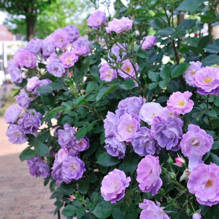 浓香月季月季花花苗盆栽蓝色梦想花量巨大花香浓郁阳台百变造型香皂