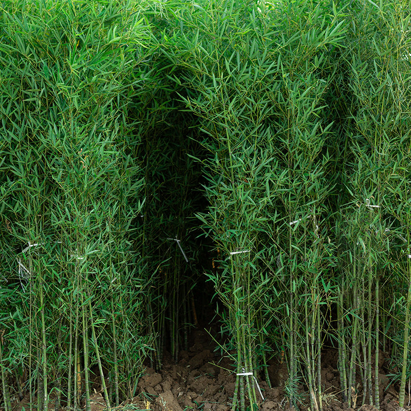 竹子耐寒青竹紫竹别墅庭院户外花园大型植物摆件