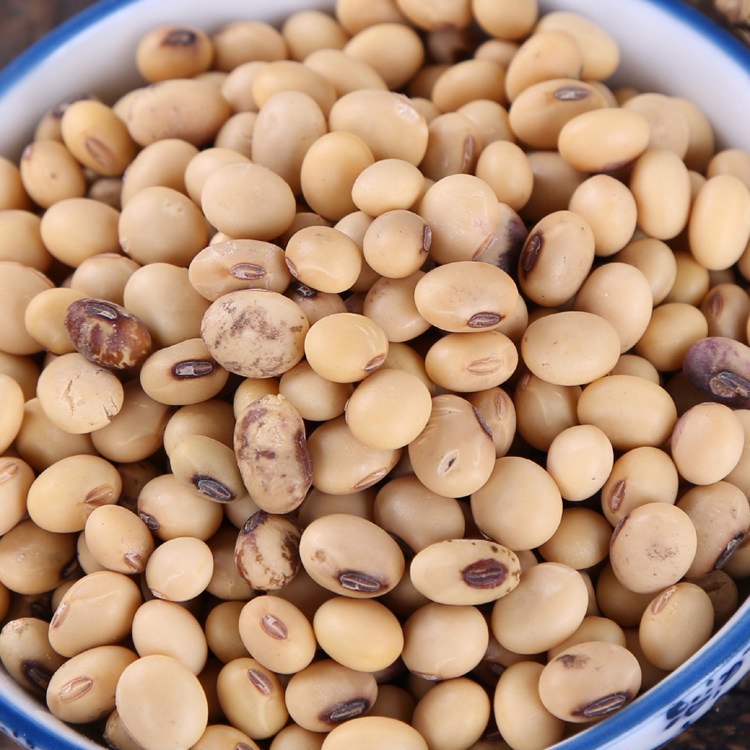 黄豆包邮3斤四川土黄豆子小黄大豆豆花2021黄豆