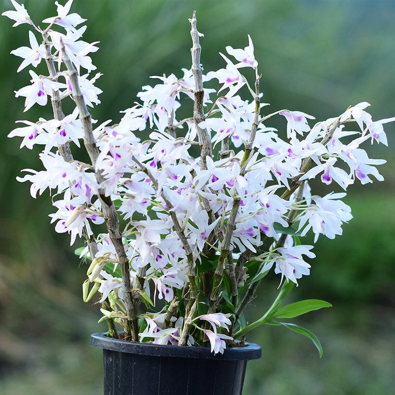 道地养生紫苑石斛苗100g裸苗铁皮石斛鲜条盈盈一水石斛