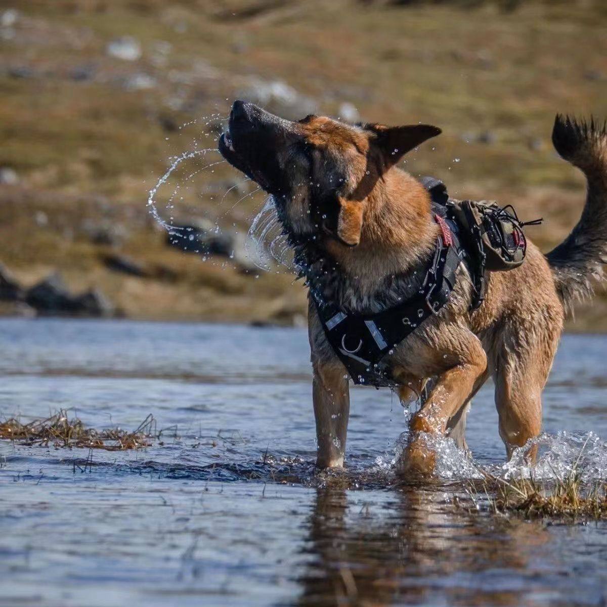马犬幼纯种警犬军犬爆红马犬牧羊犬看家家护活体宠物训练