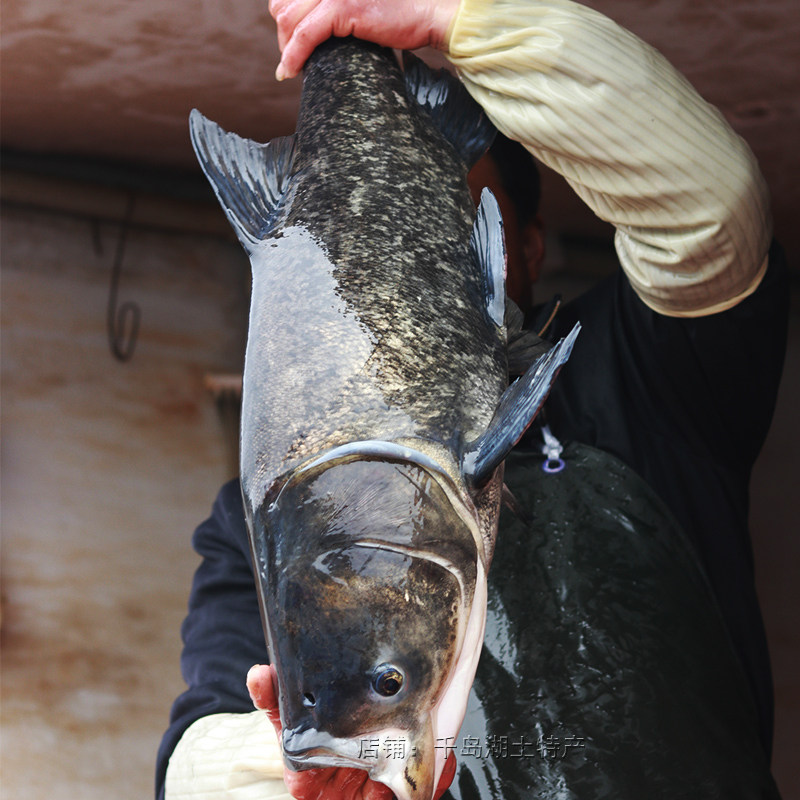 千岛湖特产胖头活鱼鱼花鲢鱼活体包头新鲜到家淡水鱼类