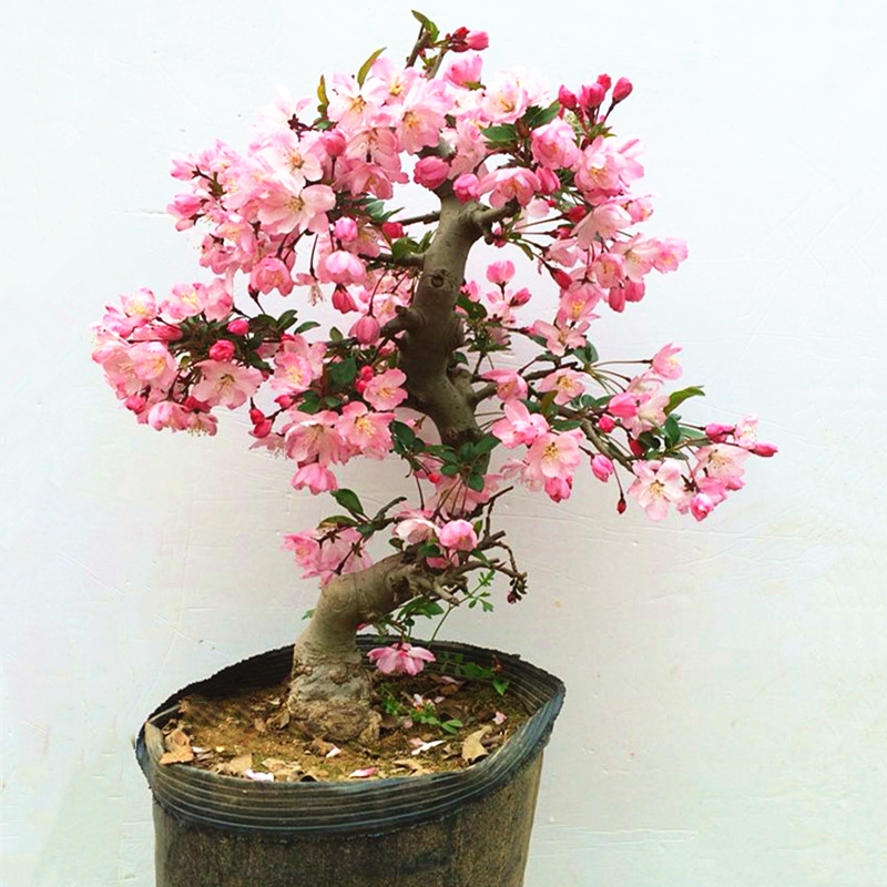 海棠花四季盆栽植物包邮重开花日本日本海树苗长寿时令草本花卉