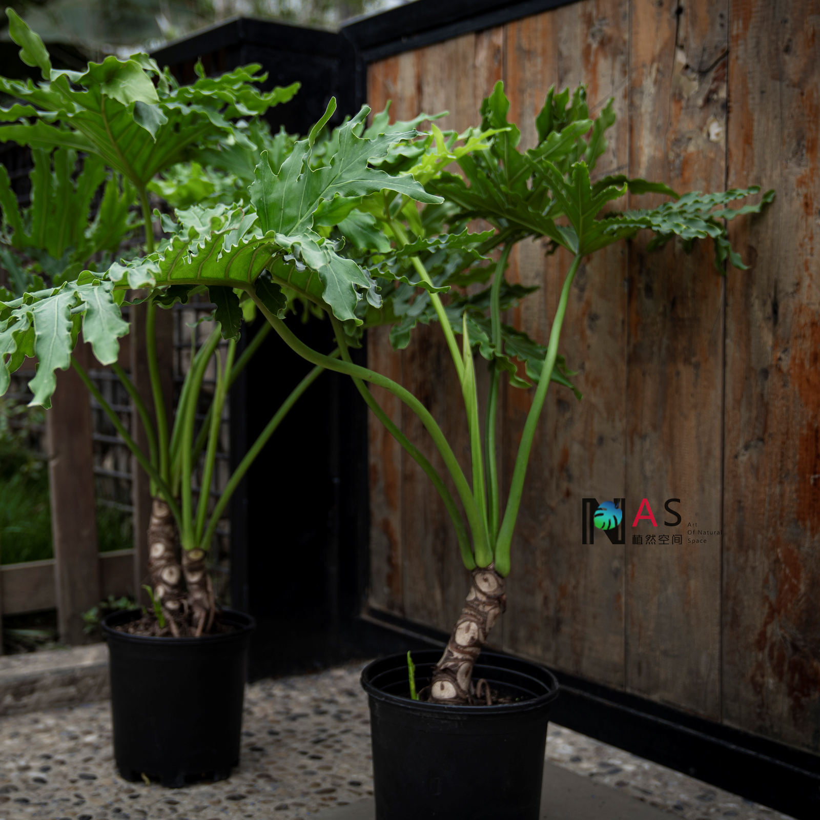 室内植然空间植物春羽盆栽龙鳞老桩春雨阳台绿植