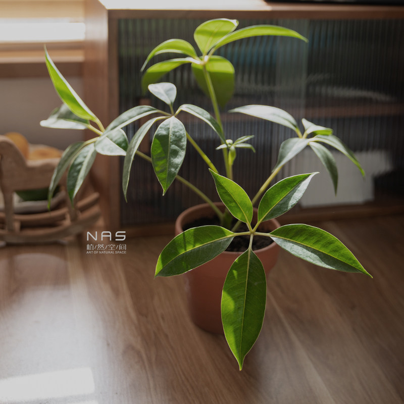 植然空间日本大叶植物盆栽进口室内耐阴好养绿植