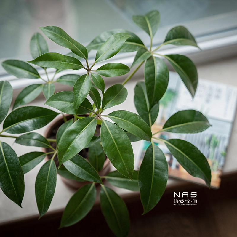 植然空间日本大叶植物盆栽进口室内耐阴好养绿植