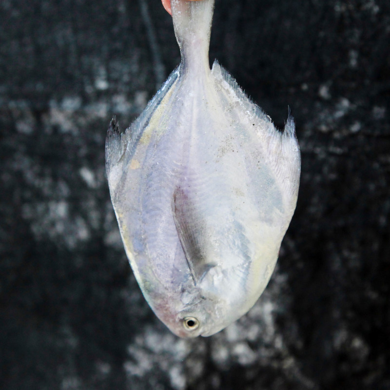 野生银鲳鱼5斤鲜活海鲜冷冻 深海白鲳鱼新鲜水产平鱼昌鱼海鱼扁鱼