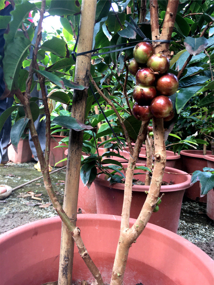 台湾新品种 特大果栽巨红钻嘉宝果树苗嫁接苗树葡萄苗南方盆地栽