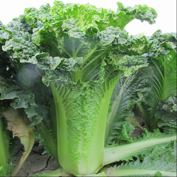 大白菜种子高桩直筒青麻叶秋季耐寒抗病高产黄心蔬菜种子