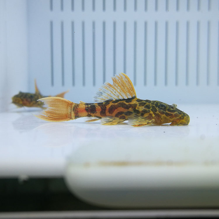 南美异型l600帝王血钻超红尾清道夫淡水热带鱼观赏鱼鱼