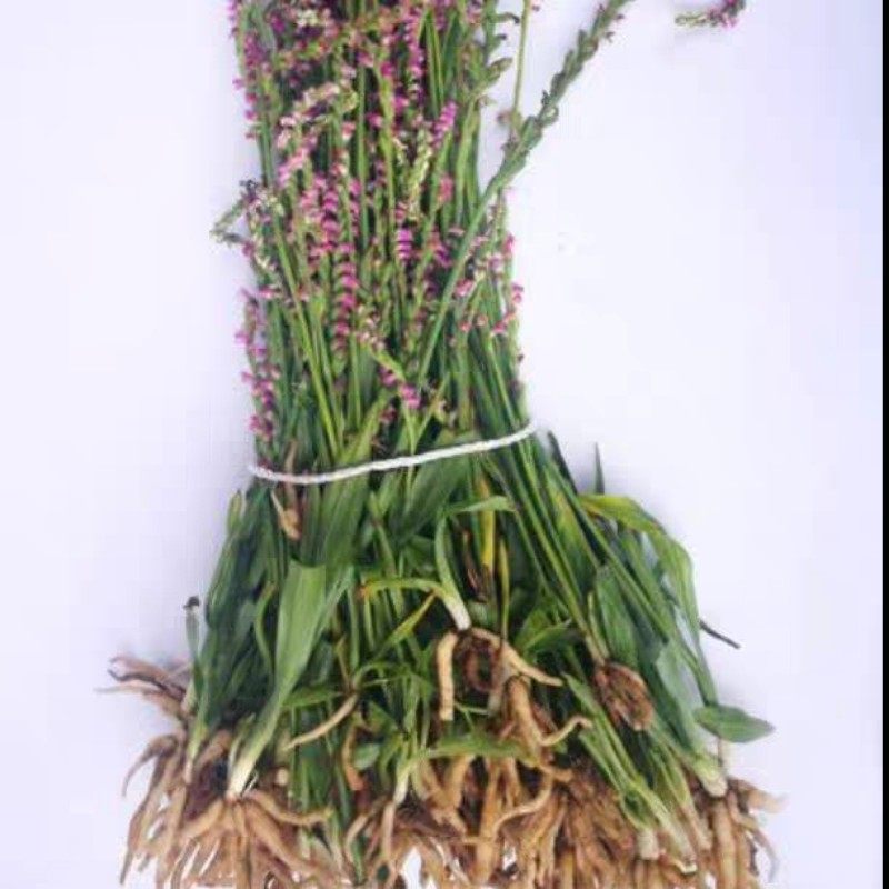 贵州省野生盘龙参龙抱柱镰刀草海海珠草龙盘旋其他药食同源食品