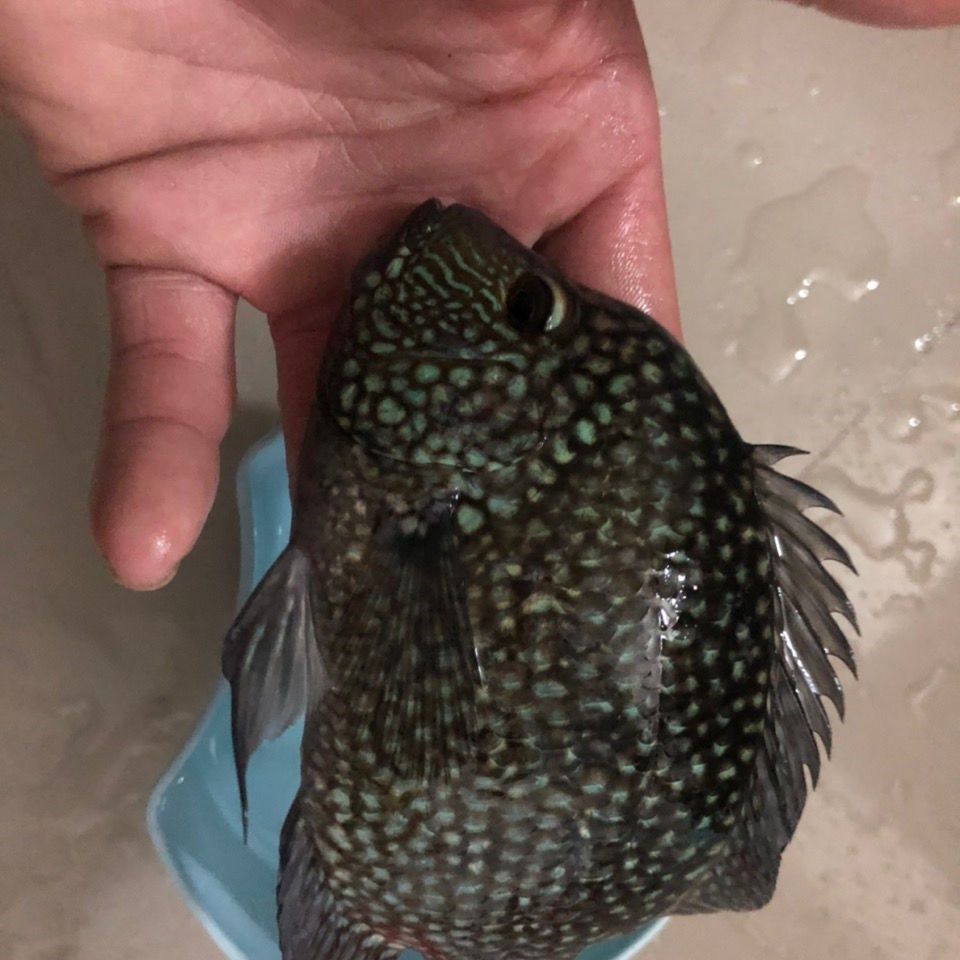 豹鱼德州绿巨人鱼德萨斯慈鲷鱼凶猛鱼热带鱼发财鱼