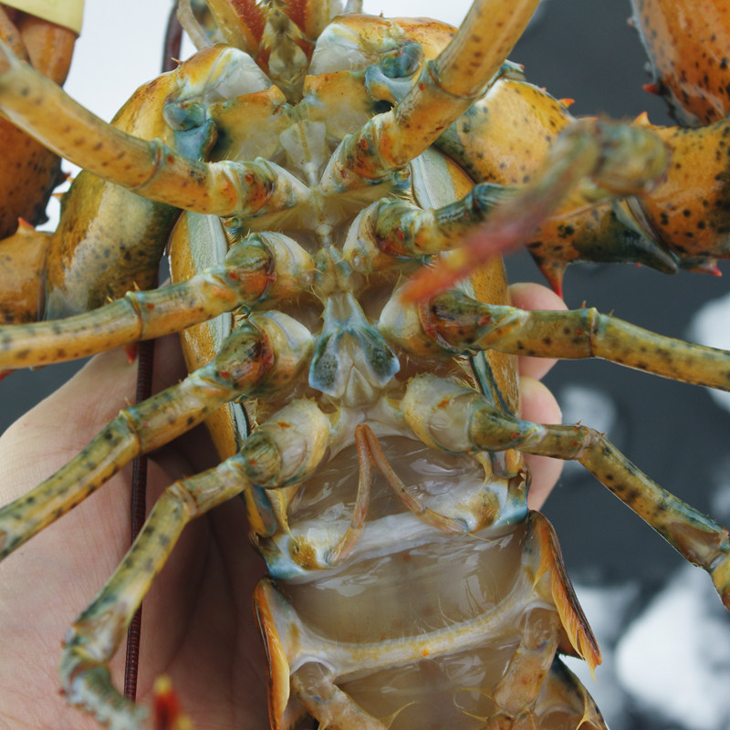 大龙龙虾活鲜波士顿1只110斤鲜活海鲜发货顺丰活虾