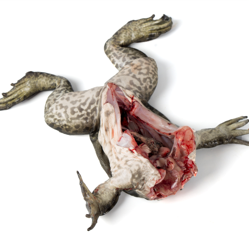 活杀牛蛙1只107斤5份江浙沪包邮新鲜去头不去其它