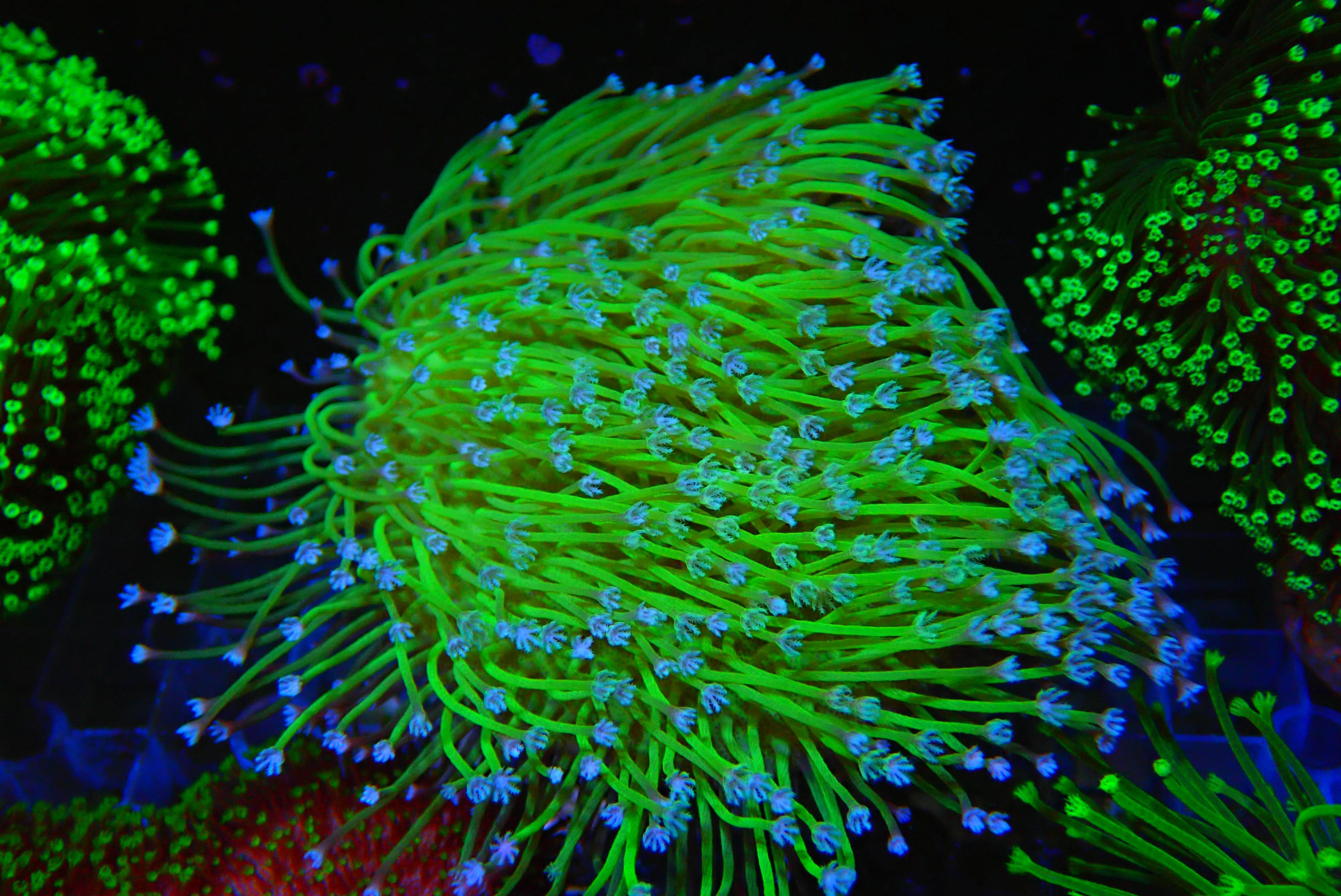 皮革珊瑚手指长须花环非日虎耳绿木木耳金针菇珊瑚