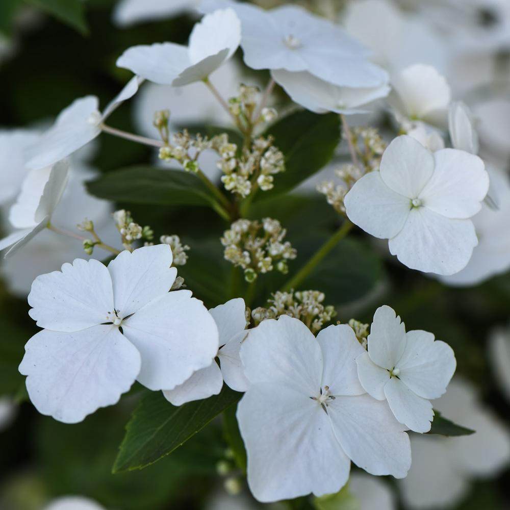 暖暖半岛落跑新娘新品垂藤绣球盆栽花园花卉观叶