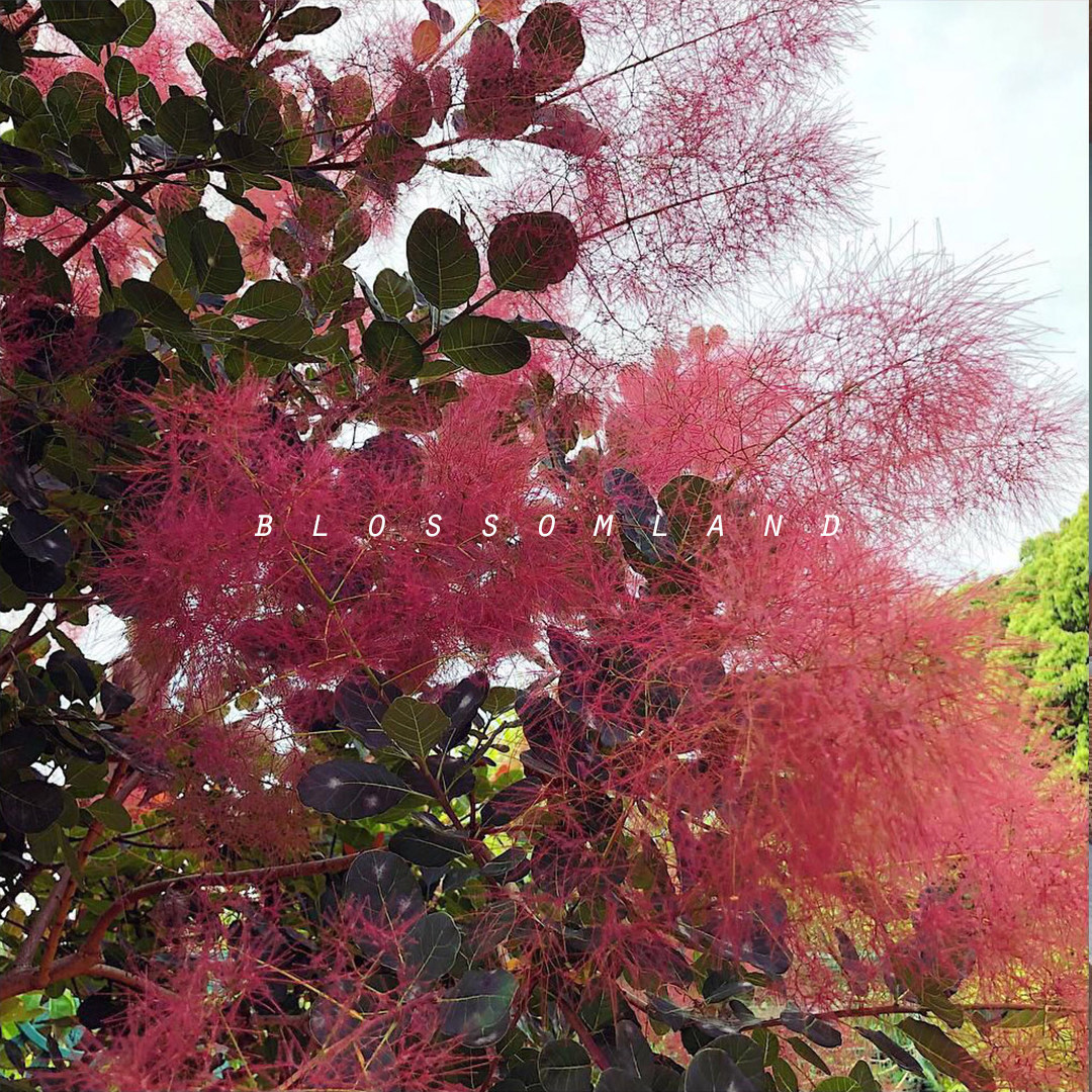 暖暖半岛烟树法国进口庭院树黄栌耐耐寒乔木观叶